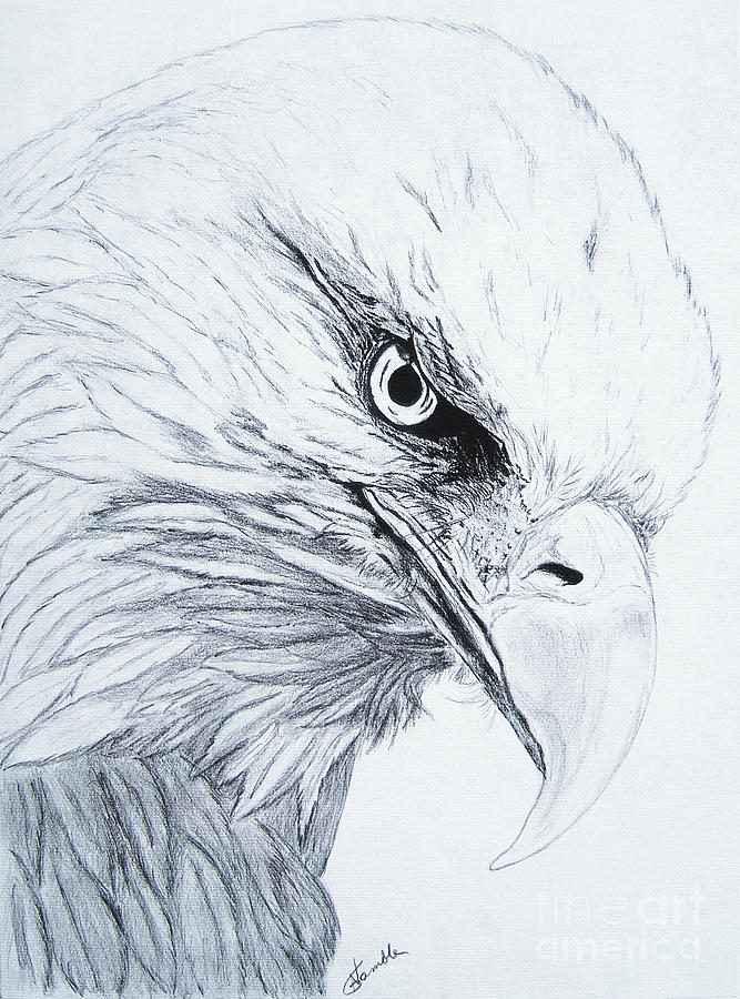eagle drawings in pencil easy