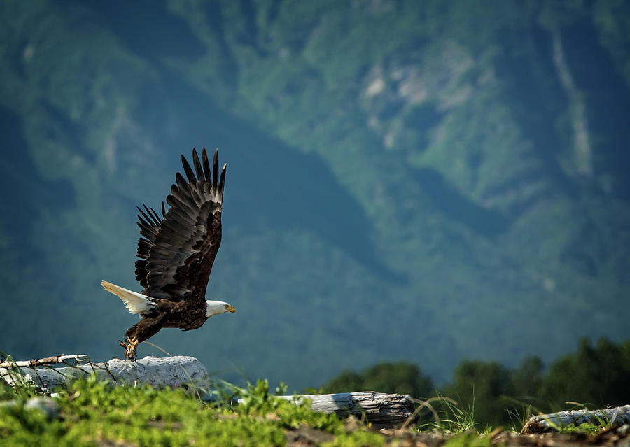 Bald Eagle Naturescape Photograph by Steven Upton