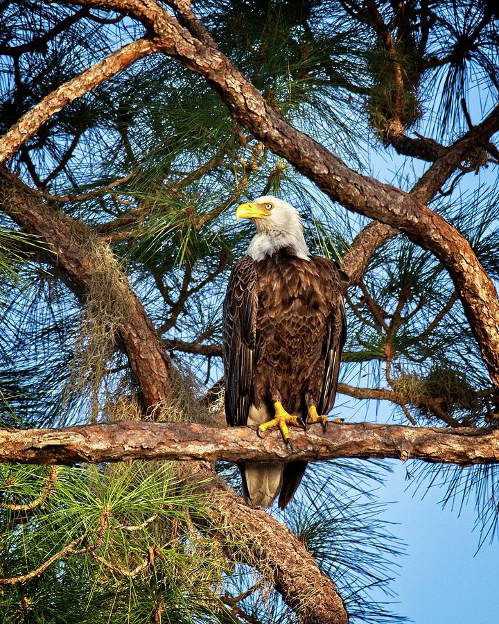Bald Eagle near Nest Photograph by Ronald Lutz