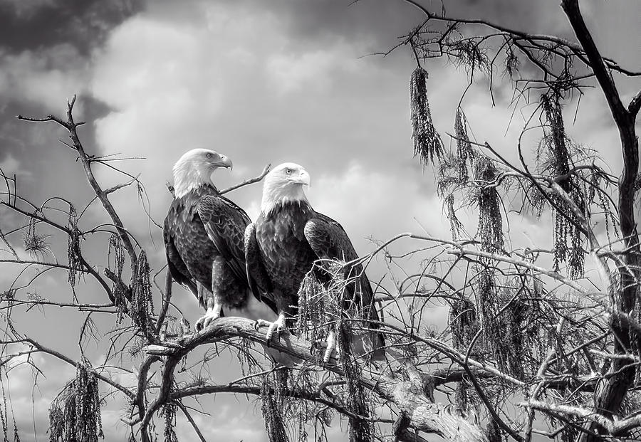Bald Eagle Nesting Pair Photograph by Mark Andrew Thomas