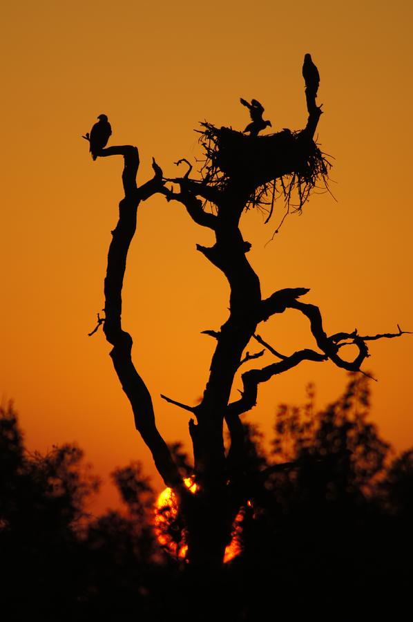 Bald Eagle Nestling at Sunset Photograph by Lynda Dawson-Youngclaus