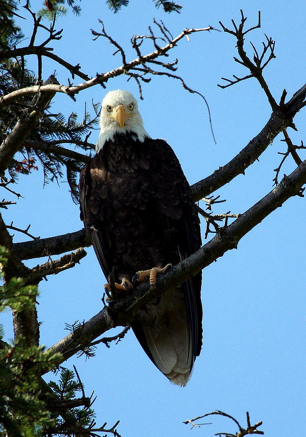 Bald Eagle NW3058 Photograph by Mary Gaines