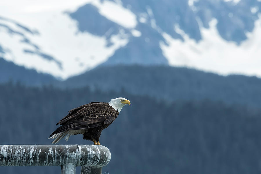 Bald Eagle of Resurrection Bay, No. 1 Photograph by Belinda Greb