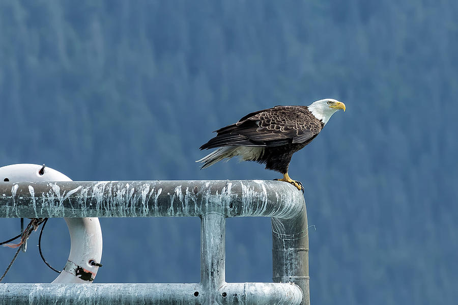 Bald Eagle of Resurrection Bay, No. 3 Photograph by Belinda Greb