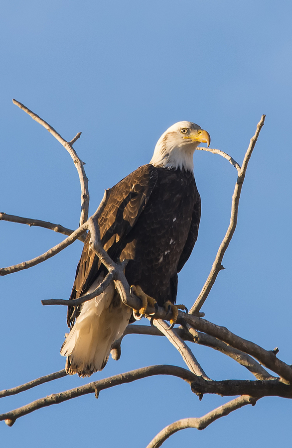 Bald Eagle on a Bare Branch Photograph by Loree Johnson