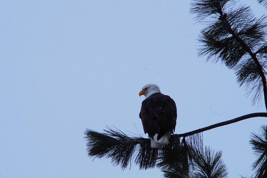 Bald eagle on a branch Photograph by Jeff Swan