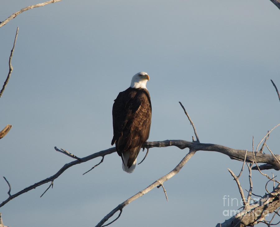 Bald eagle on a branch near Brodus Montana Photograph by Jeff Swan