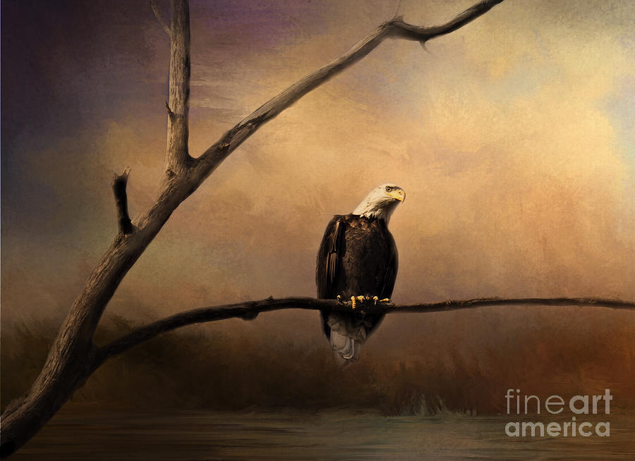 Bald Eagle on a Branch Photograph by Pam  Holdsworth