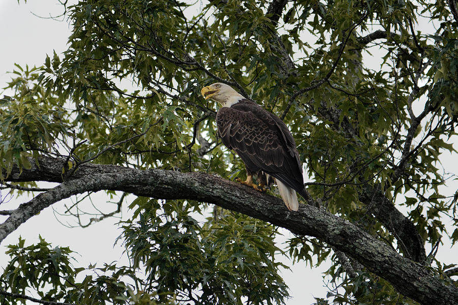 Bald Eagle On A Branch Shiloh Tennessee 052120152759 Photograph