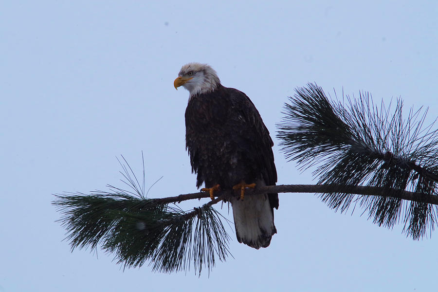 Bald eagle on a pine branch Photograph by Jeff Swan