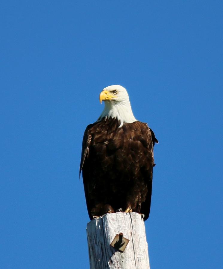Bald Eagle on a Power Pole - 2 Photograph by Christy Pooschke