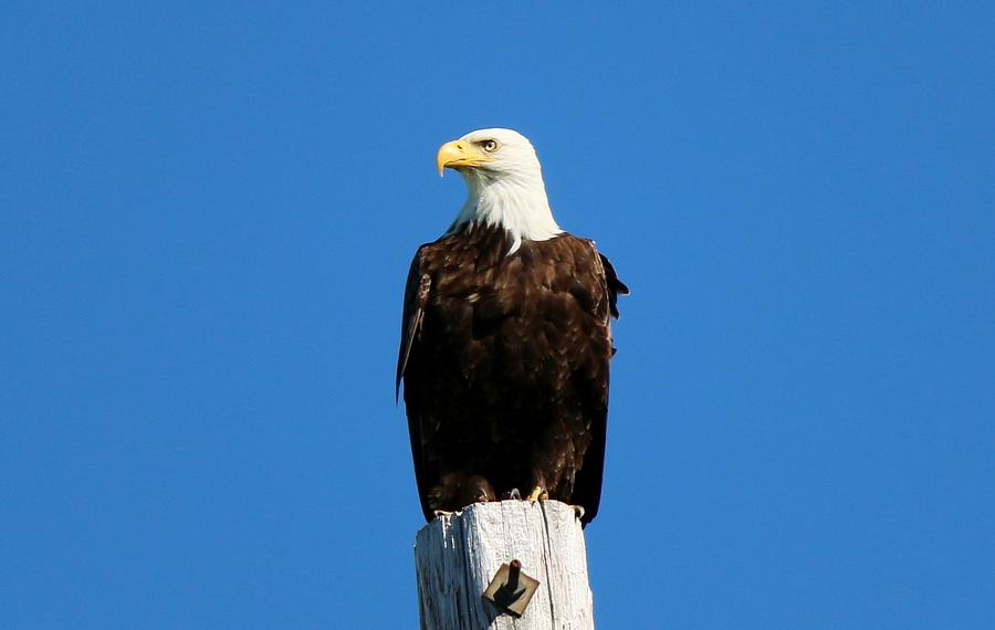 Bald Eagle on a Power Pole - 3 Photograph by Christy Pooschke