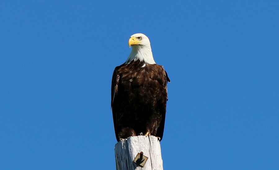Bald Eagle on a Power Pole - 4 Photograph by Christy Pooschke