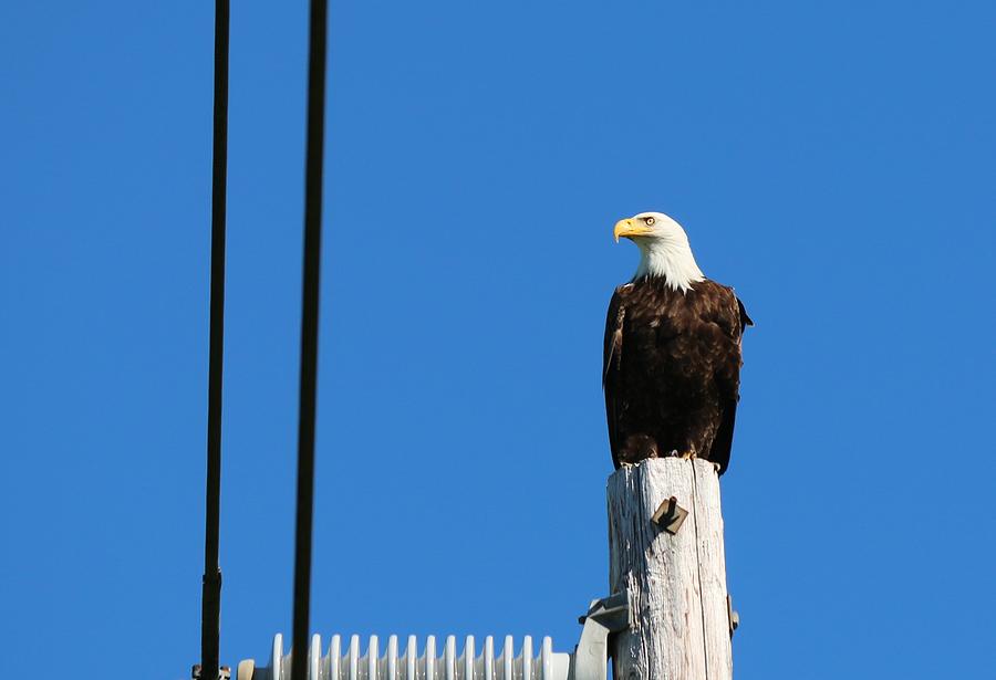 Bald Eagle on a Power Pole  Photograph by Christy Pooschke