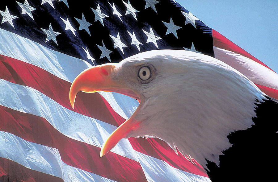 bald-eagle-on-american-flag-carl-purcell.jpg