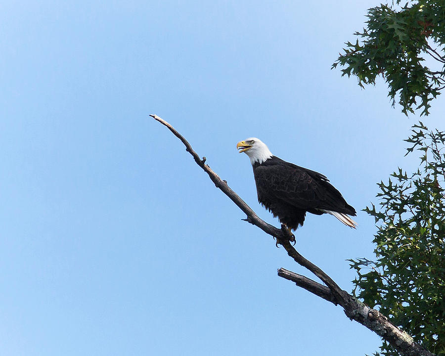 Bald Eagle on Bald Branch Photograph by Jemmy Archer