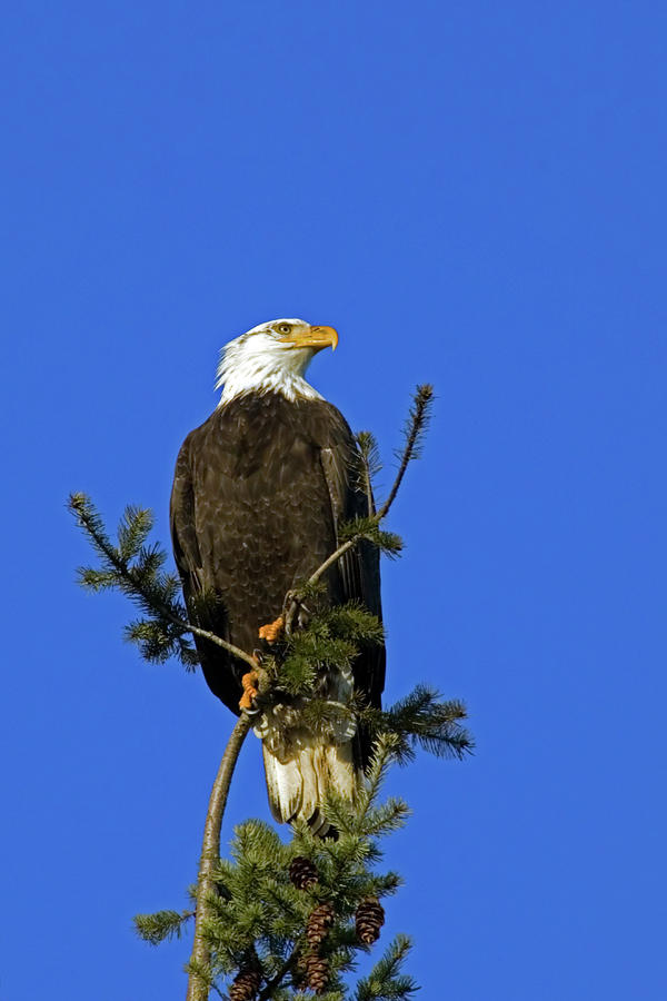 Nature Photograph - Bald Eagle on Blue by Randall Ingalls