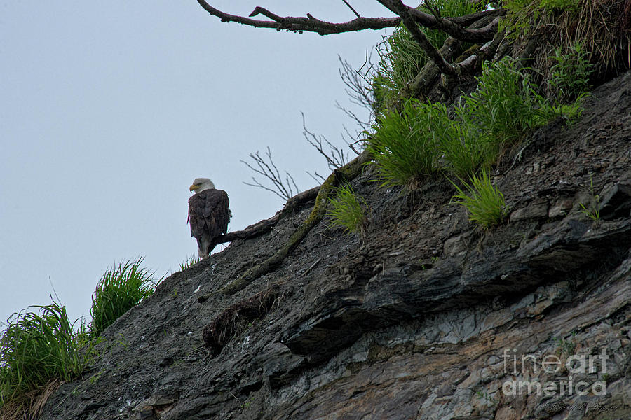 Bald Eagle on Bluff Photograph by David Arment