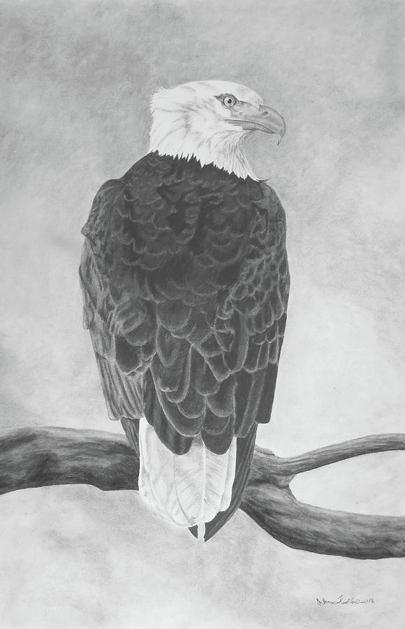 Bald Eagle On Branch 2018 Drawing by Deb Fedeler