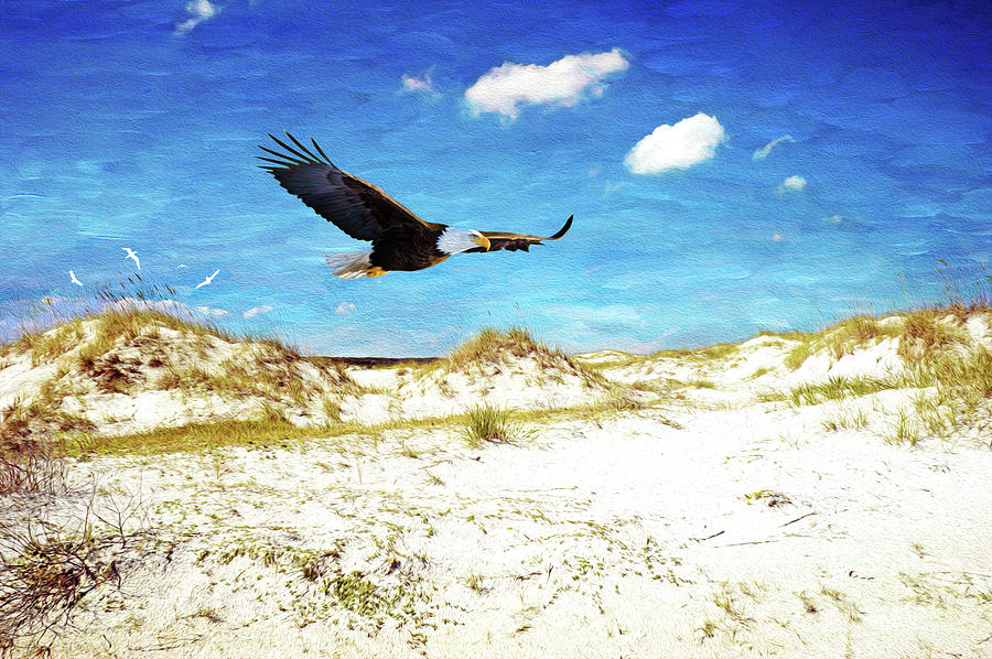 Bald Eagle on Cumberland Island Photograph by Laura D Young Fine Art