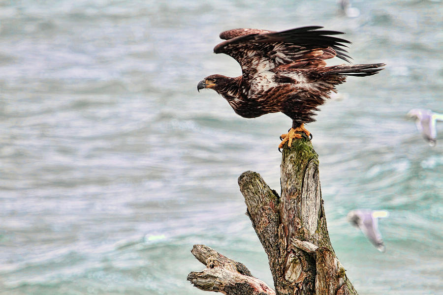 Bald Eagle on Driftwood at the Beach Photograph by Peggy Collins