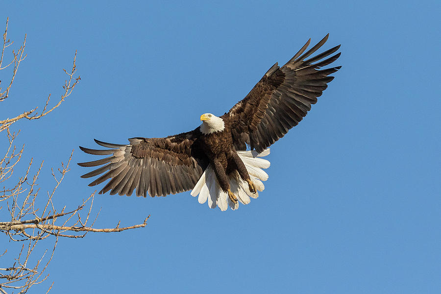 Bald Eagle On Final Approach Photograph by Tony Hake