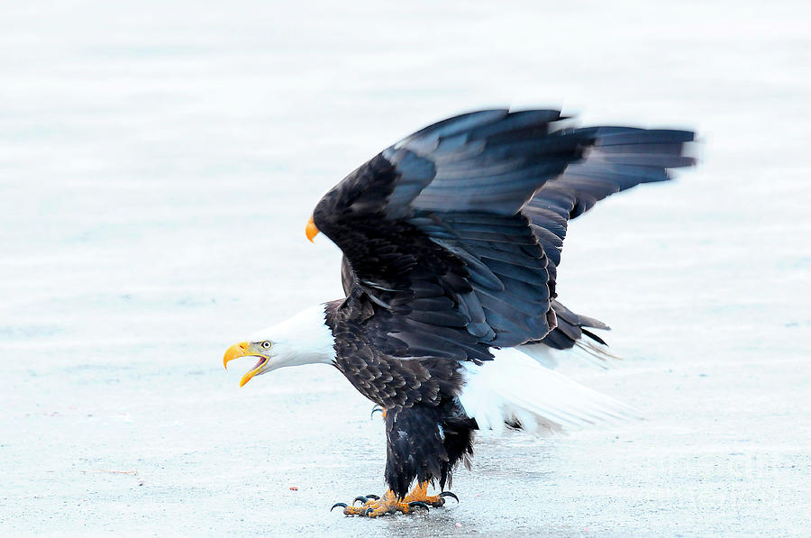 Bald Eagle on Ice Photograph by Dennis Hammer