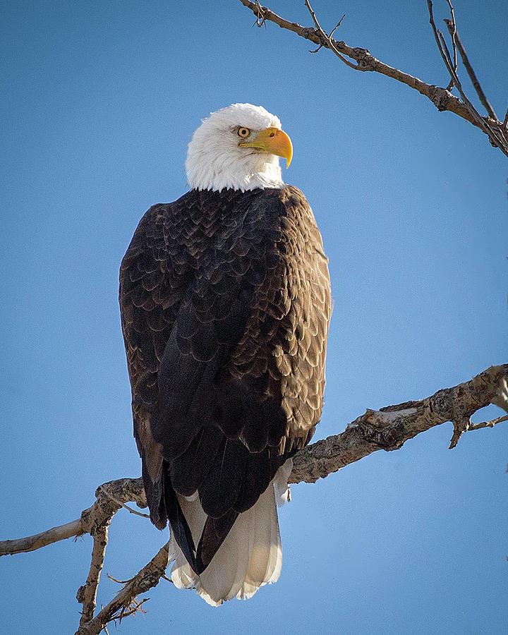 Bald Eagle on Limb Photograph by Lowell Monke - Fine Art America