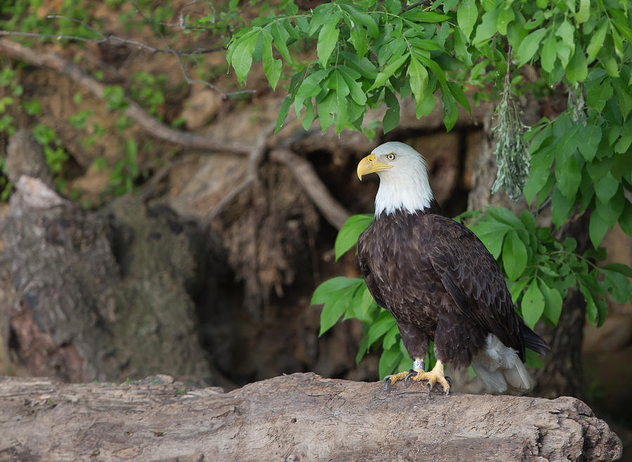 Bald eagle on log Photograph by Jack Nevitt