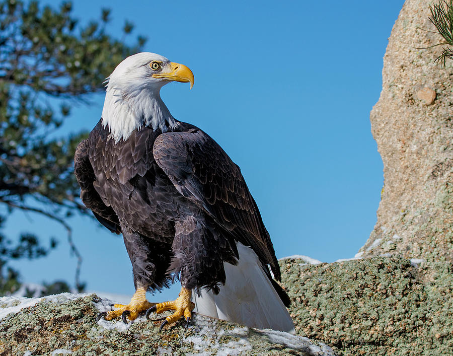 Bald Eagle on Moss Rock Photograph by Dawn Key