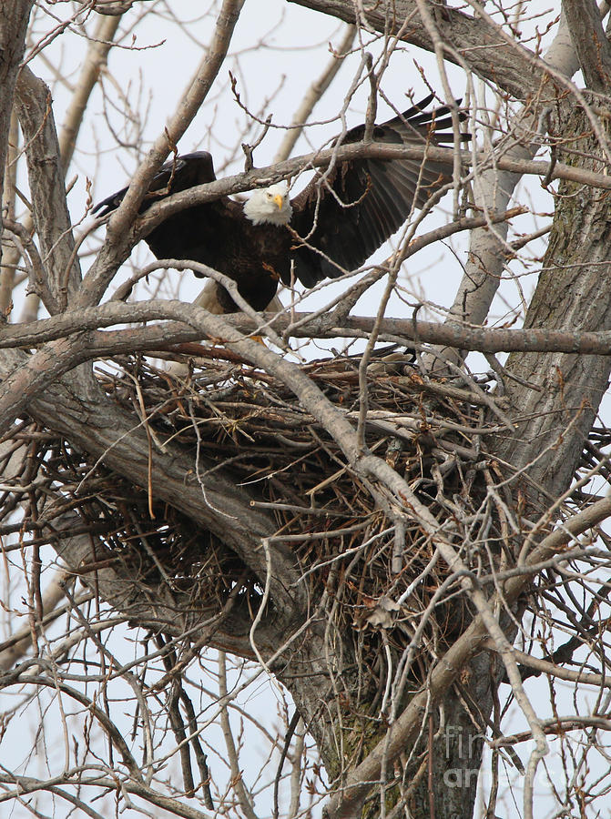 Bald Eagle on Nest  2576 Photograph by Jack Schultz