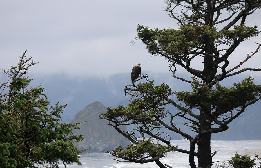 Bald Eagle on Oregon Coast - 2 Photograph by Christy Pooschke