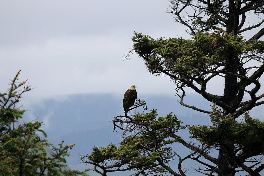 Bald Eagle on Oregon Coast  Photograph by Christy Pooschke