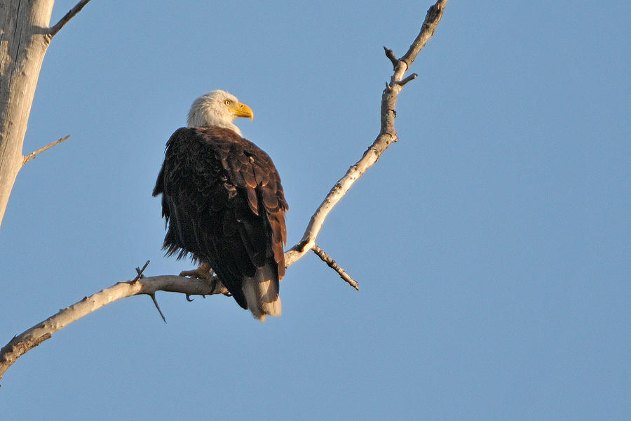 Bald Eagle on Perch Photograph by Alan Lenk