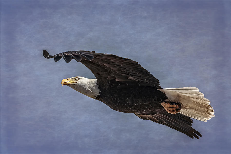 Bald Eagle on Rice Paper Photograph by Wes and Dotty Weber