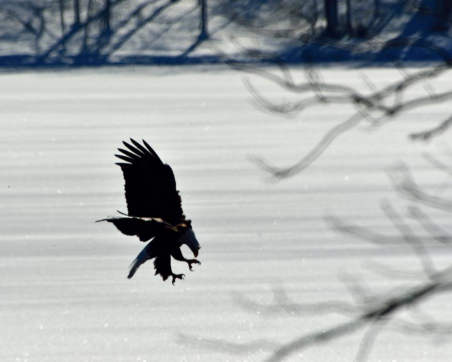 Bald Eagle on Sweetwater Lake Photograph by Walt Sterneman