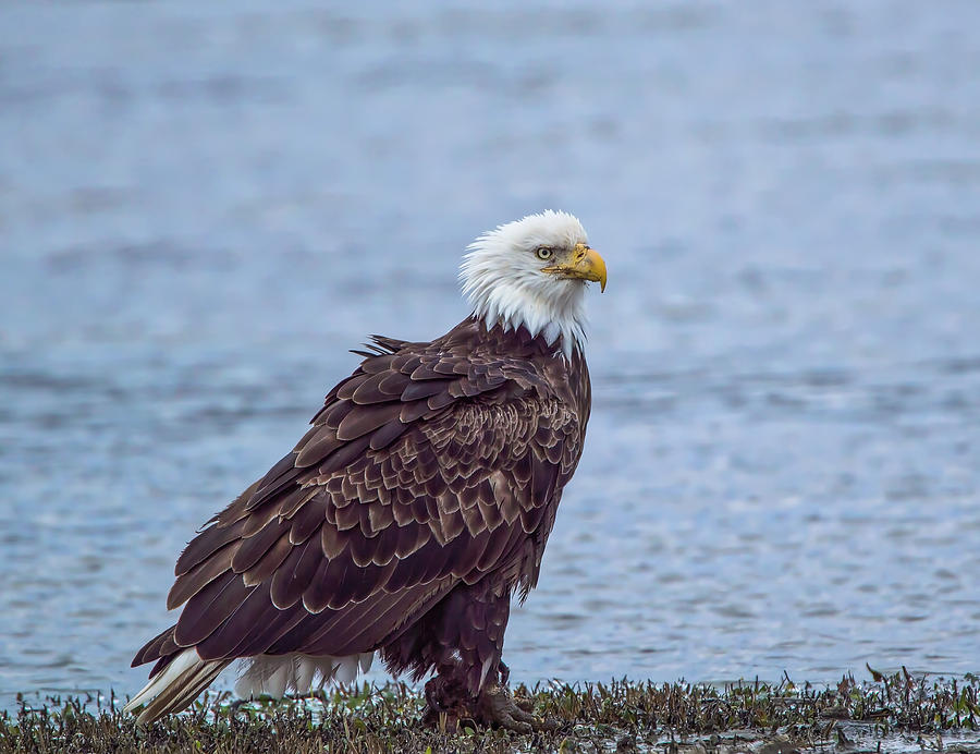 Feather Photograph - Bald Eagle on the Bank by Kathy Duncan