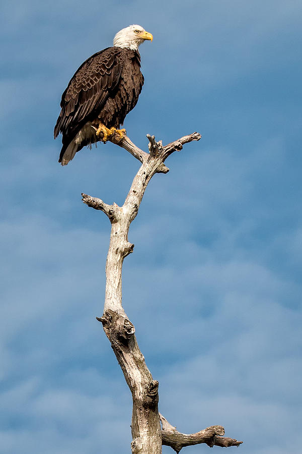 Bald Eagle on Tree Photograph by Joe Myeress