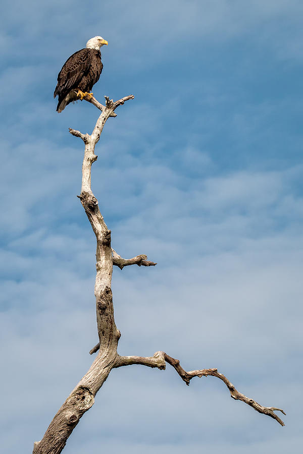 Bald Eagle On Tree Uncropped Photograph By Joe Myeress - Fine Art America