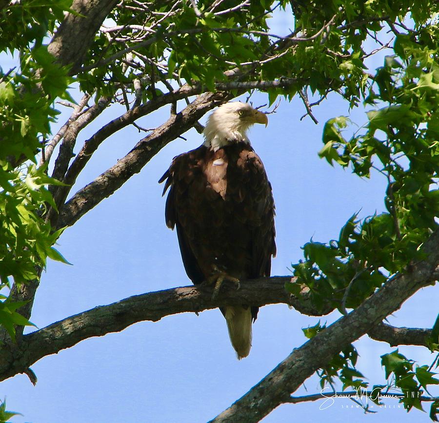 Bald Eagle on Watch Photograph by Shawn M Greener