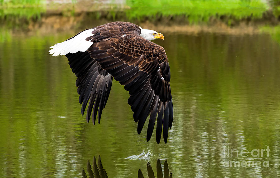 Bird Photograph - Bald eagle over a pond by Les Palenik