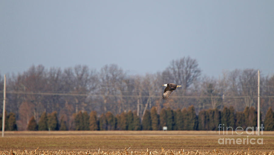 Bald Eagle over Field  7718 Photograph by Jack Schultz