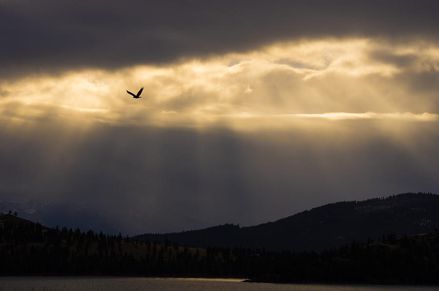 Bald Eagle Over Flathead Lake Photograph by Jedediah Hohf