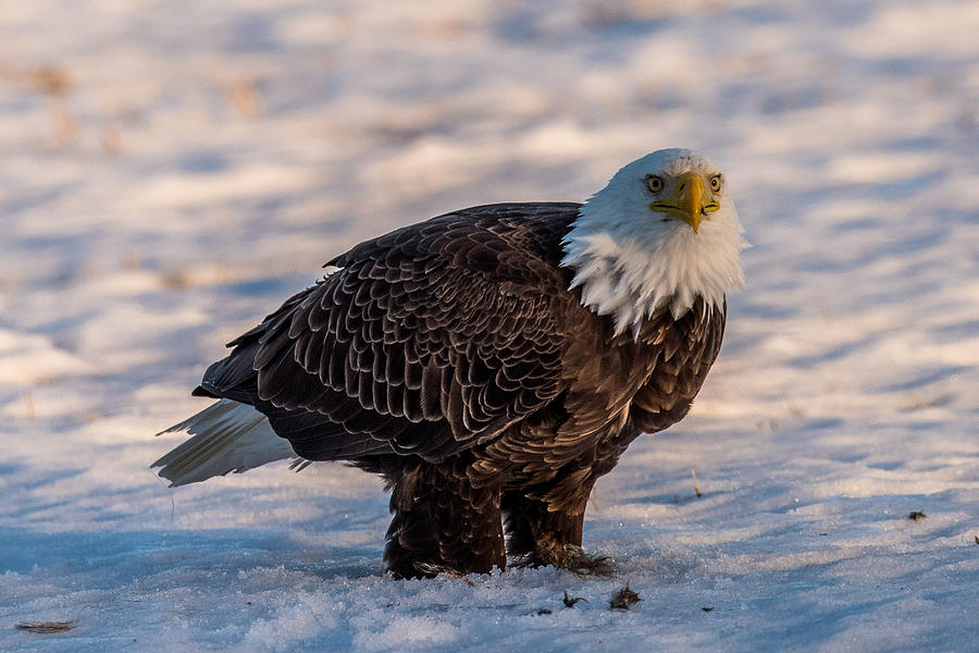 Bald Eagle over its prey Photograph by Paul Freidlund