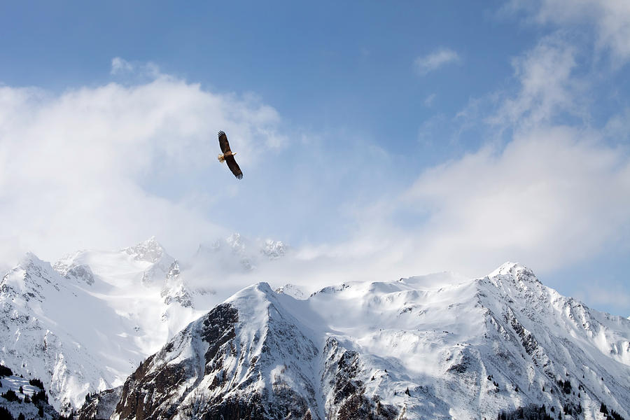 Bald eagle over mountains Photograph by Michele Cornelius