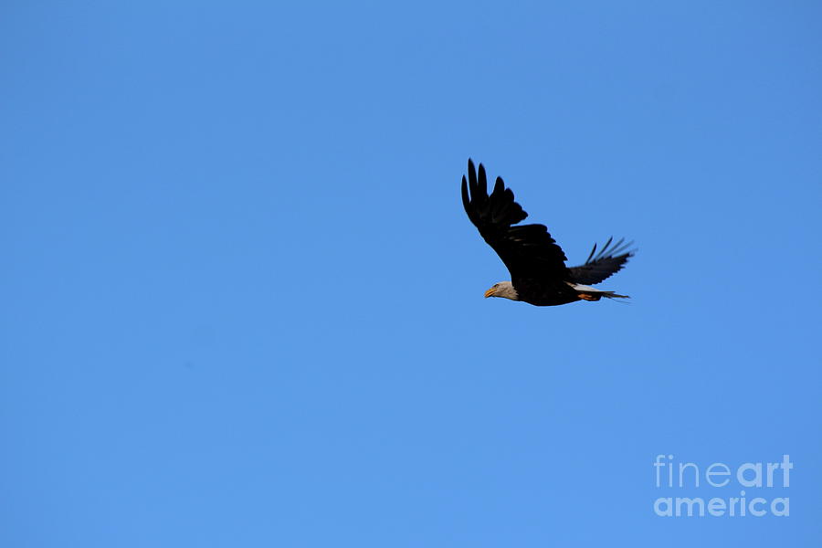 Bald Eagle Over Roseland Lake Photograph by Neal Eslinger