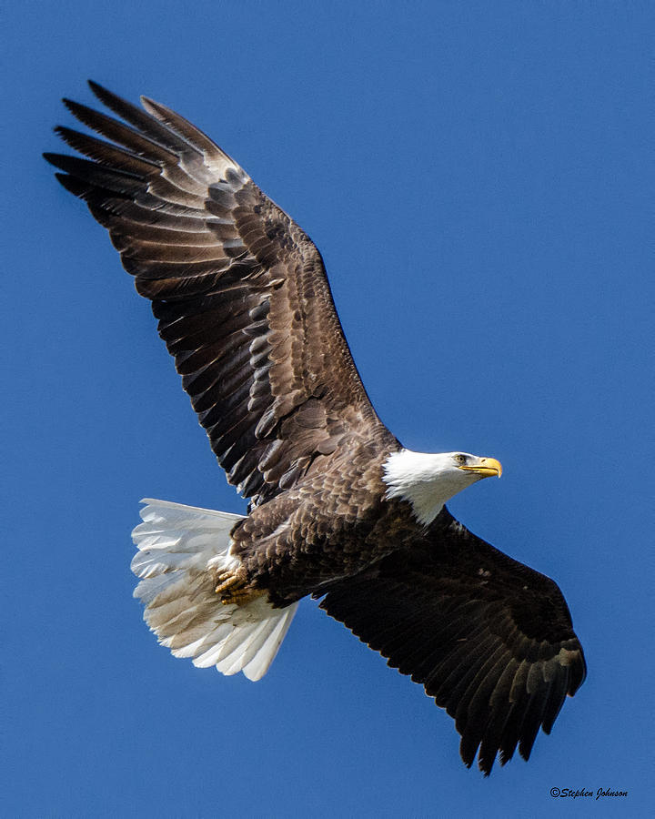Bald Eagle Over The Beach Photograph by Stephen Johnson