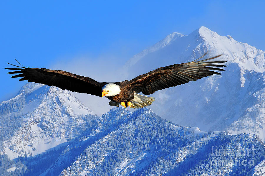 Bald Eagle Over the Wasatch Photograph by Dennis Hammer
