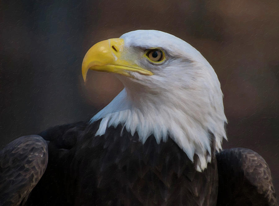 Bald Eagle Painting Digital Art by Flees Photos
