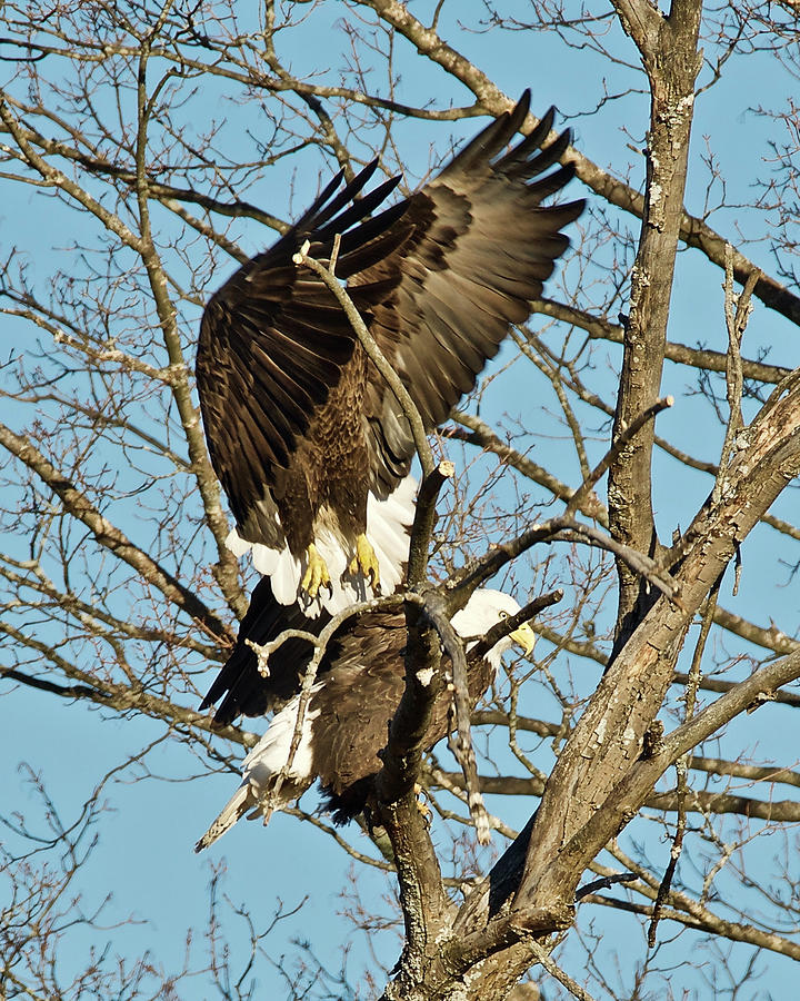 Bald Eagle Pair 1364 Photograph by Michael Peychich